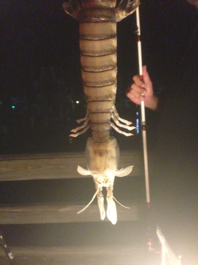Massive Mantis Shrimp. Steve Bargeron was fishing from a dock in Fort Pierce as he watched a fellow fisherman pull this creature out of the water. Steve said the massive thing was about 18 inches long and striking its own tail, so he grabbed it by its back like a lobster. Scientists think it may be some type of mantis shrimp. Courtesy of FWC and Steve Bargeron.