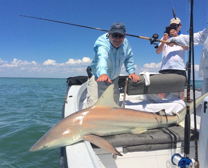 Big Blacktip Shark, Sanibel Fishing & Captiva Fishing, Thursday, June 2, 2016.