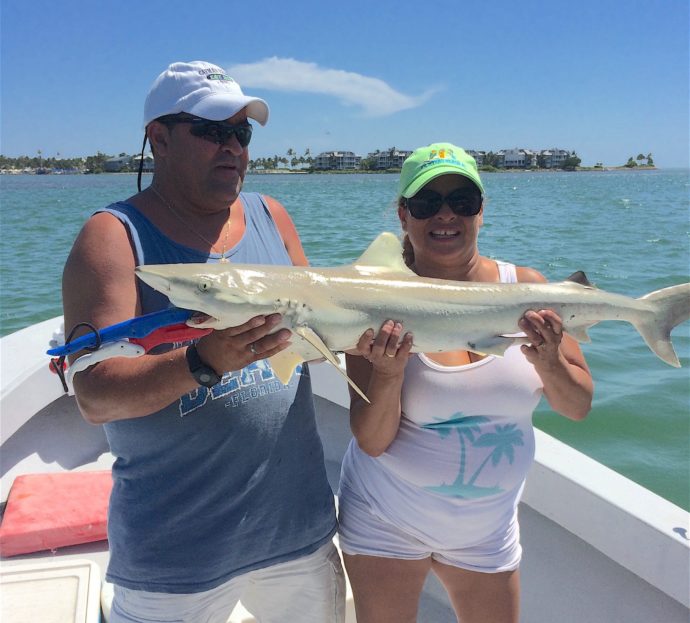 Sharks, Catch & Release, Sanibel Fishing & Captiva Fishing, Sunday, June 26, 2016.