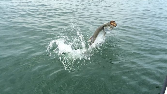Tarpon, Boca Grande Pass, Sanibel Fishing & Captiva Fishing, Sunday, June 12, 2016.