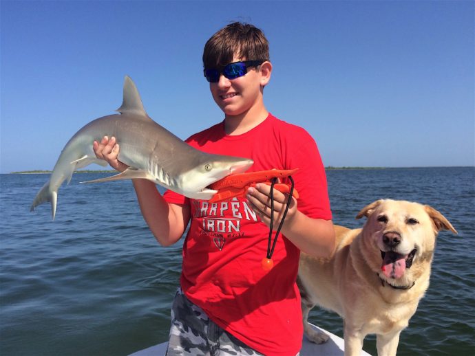 Blacknose Shark, Sanibel Fishing & Captiva Fishing, Friday, July 29, 2016.