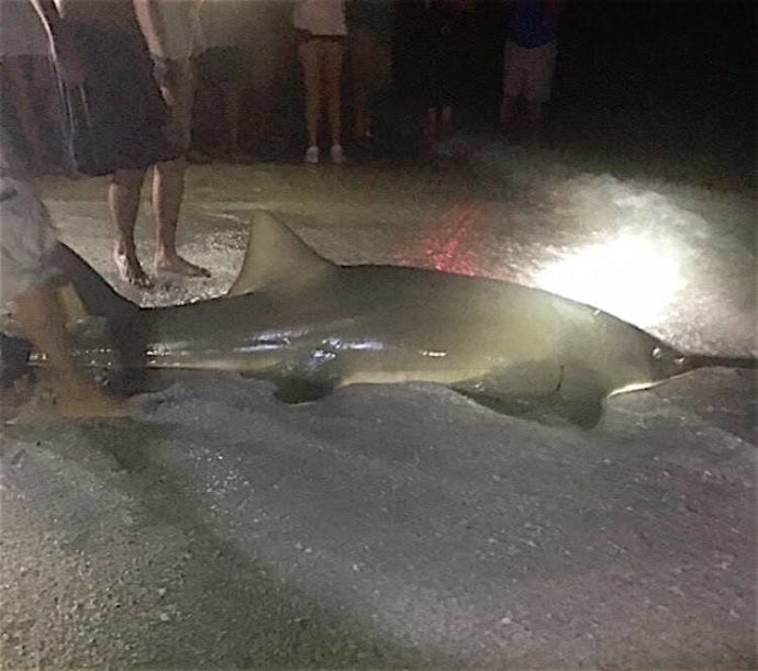 Big Sawfish, Catch & Release, Sanibel Fishing & Captiva Fishing, Saturday, July 23, 2016, Photos Courtesy Of Facebook.