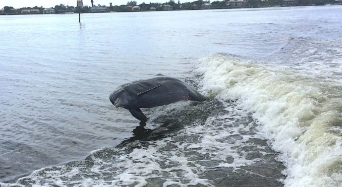 Very Big Captiva Dolphin, Sanibel Fishing & Captiva Fishing, Sunday, July 31, 2016.