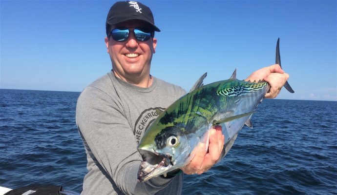 Bonita, False Albacore Tuna, Sanibel Fishing & Captiva Fishing, Tuesday, August 23, 2016.