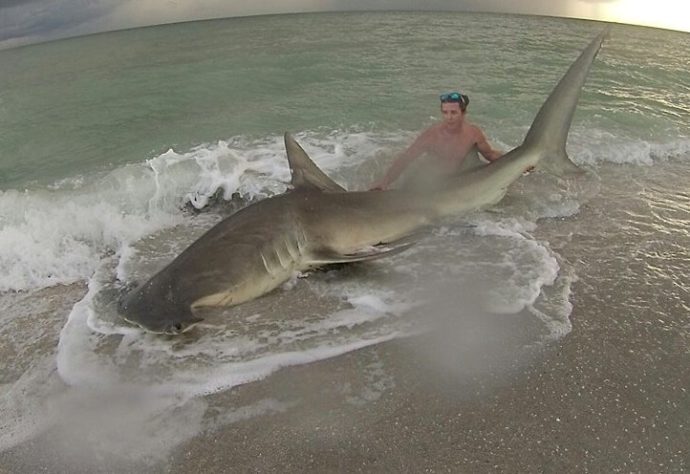 Hammerhead Shark, Sanibel Beach, Catch & Release 2, Courtesy Of Cullem Scott Guthrie, Sanibel Fishing & Captiva Fishing, Tuesday, August 2, 2016.