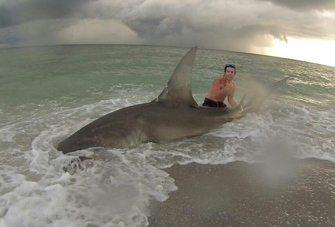 FWC Commission Addresses Shore-Based Shark Fishing Concerns With New Regulations/Educational Component. Hammerhead Shark, Sanibel Beach, Courtesy Of Cullem Scott Guthrie, Sanibel Fishing & Captiva Fishing, Friday, June 2, 2017. File Photo, August 2, 2016.