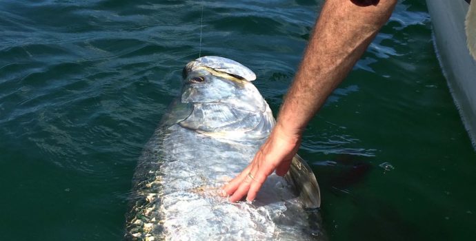 Tarpon, Sanibel Fishing & Captiva Fishing, Friday, August 26, 2016.