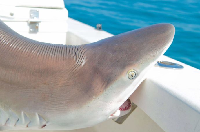 Blacknose Shark, Catch & Release, Sanibel Fishing & Captiva Fishing, Saturday, September 3, 2016.