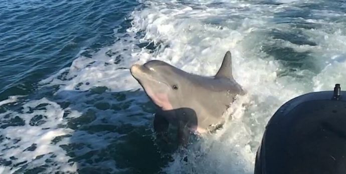 Captiva Dolphin Playing In The Wake, Sanibel Fishing & Captiva Fishing, Monday, September 12, 2016.