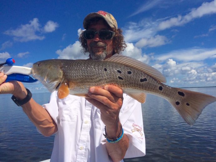 Redfish With A lot Of Spots, Catch & Release, Sanibel Fishing & Captiva Fishing, Thursday, September 29, 2016.