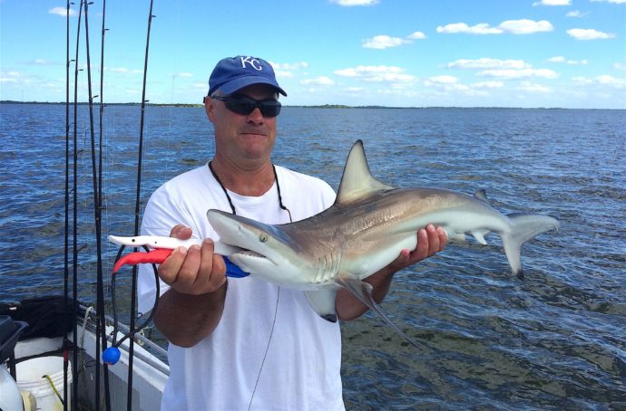 Blacktip Sharks, Sanibel Fishing & Captiva Fishing, Friday, October 14, 2016.