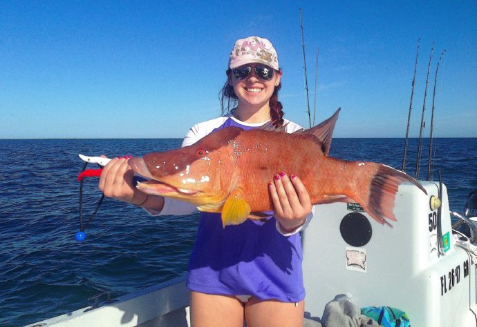 Hogfish, Thanksgiving Fishing, Sanibel Fishing & Captiva Fishing, Sanibel Island, Friday, November 25, 2016.