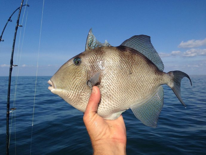 Triggerfish, Sanibel Fishing & Captiva Fishing, Sanibel Island, Monday, January 8, 2018, [File Photo - Sunday December 18, 2016].