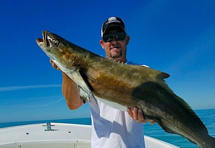 Cobia, Sanibel Fishing & Captiva Fishing, Sanibel Island, Wednesday, February 1, 2017.