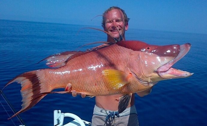 Hogfish or Hog Snapper, Sanibel Fishing & Captiva Fishing, Sanibel Island, Sunday, December 10, 2017, [File Photo - Wednesday, February 8, 2017].