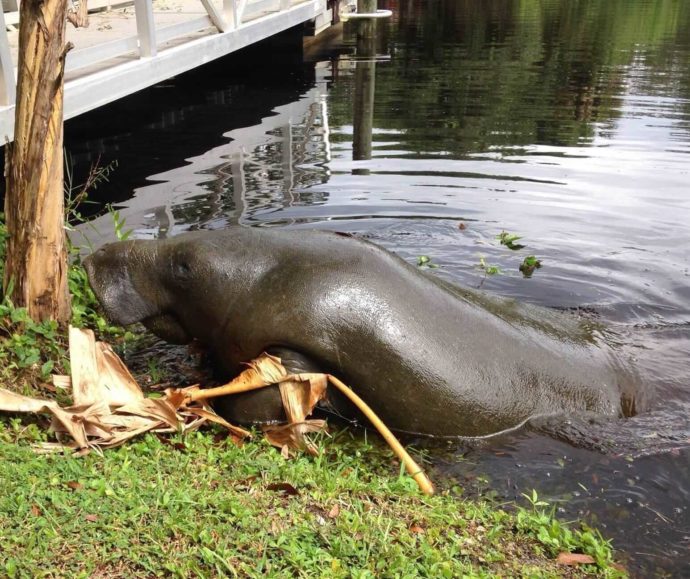 Manatee, Sanibel Fishing & Captiva Fishing, Sanibel Island, Monday, February 27, 2017.