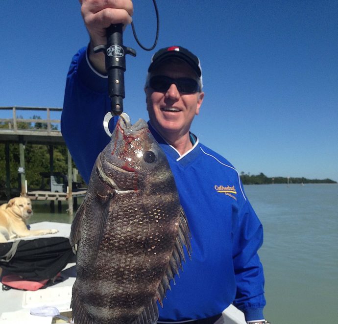 Sheepshead, Sanibel Fishing & Captiva Fishing, Sanibel Island, Monday, January 30, 2017.