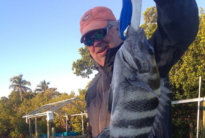 Sheepshead Sanibel Fishing & Captiva Fishing, Sanibel Island, Friday, February 17, 2017.