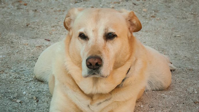 Shelling, Hank, Cayo Costa, Sanibel Fishing & Captiva Fishing, Sanibel Island, Tuesday, January 31, 2017.