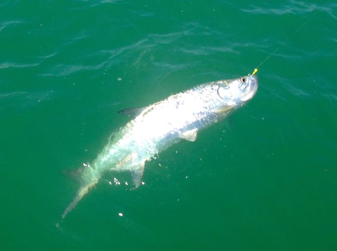 Early Tarpon, Captiva Pass, Sanibel Fishing & Captiva Tuesday, February 28, 2017.