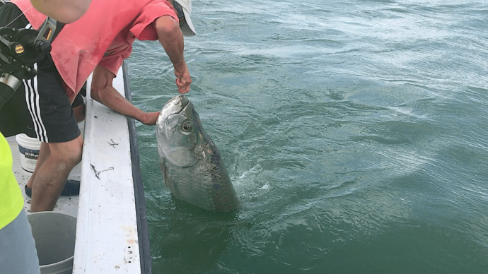Tarpon, Catch & Release, Sanibel Fishing & Captiva Fishing, Sanibel Island, Wednesday, April 19, 2017