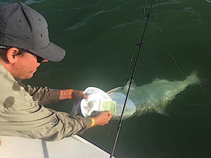 Tarpon, 6th Annual “Ding” Darling & Doc Ford’s Tarpon Tournament, Friday, May 19, Captiva Island. Photo Courtesy Of “Ding” Darling & Doc Ford’s Tarpon Tournament.