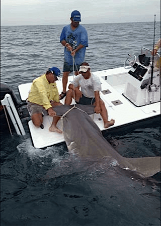 16ft Hammerhead Shark, Boca Grande Pass, Florida, Catch & Release, Sanibel Fishing & Captiva Fishing, Sanibel Island, Friday, June 2, 2017. File Photo.