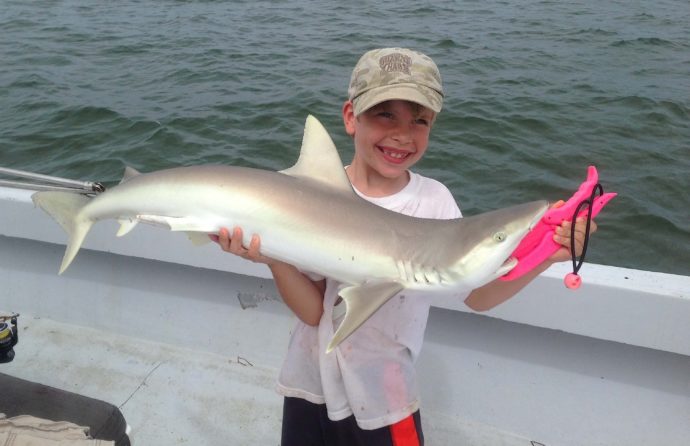 Sharks Stealing The Tarpon Bait, Xander, Catch & Release, Sanibel Fishing & Captiva Fishing, Sanibel Island, Friday, June 16, 2017.