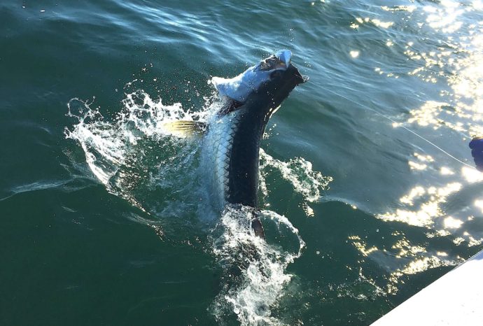 Tarpon Jumping, Catch & Release, Sanibel Fishing & Captiva Fishing, Sanibel Island, Wednesday, July 5, 2017.