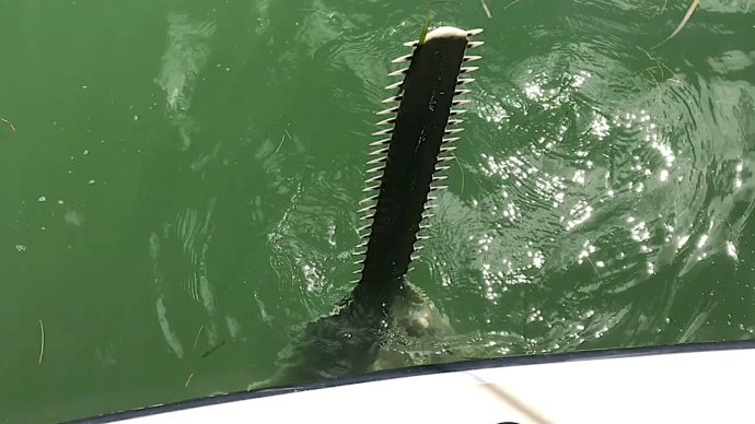 Sawfish Surprise, Sanibel Fishing & Captiva Fishing, Sanibel Island, Friday, June 30, 2017.