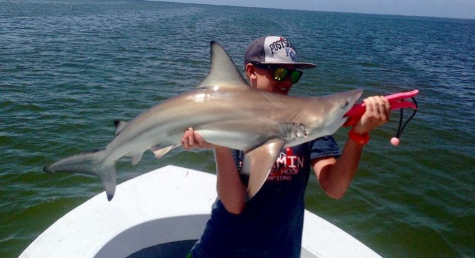 Blacktip Sharks, Catch & Release, Sanibel Fishing & Captiva Fishing, Sanibel Island, Wednesday, August 2, 2017.