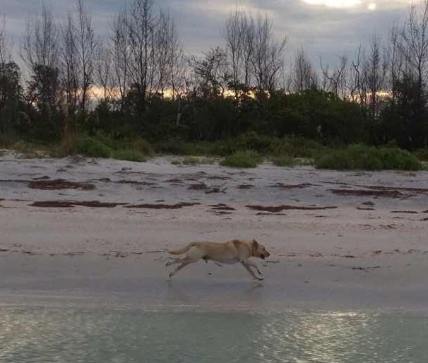 Hank running on the North Captiva beach.