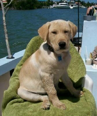 Hank As Pup!